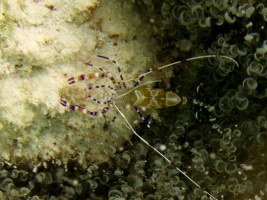 Spotted Cleaner Shrimp IMG 5634